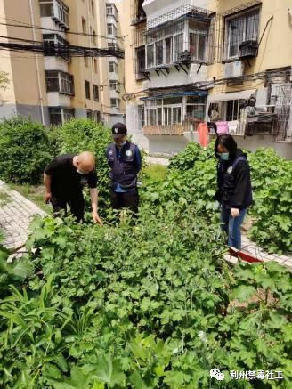 罂粟花是什么_罂粟花是哪个国家的国花_罂粟花是什么毒品