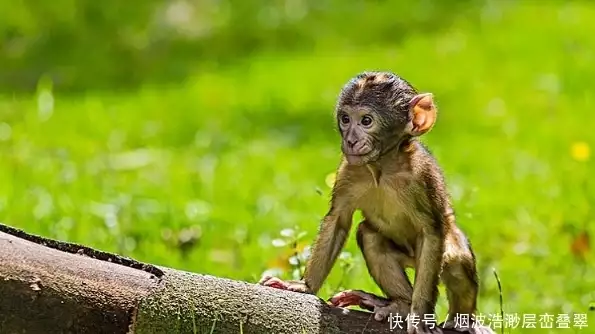 婚姻配对属相_属相配对_龙年配对属相