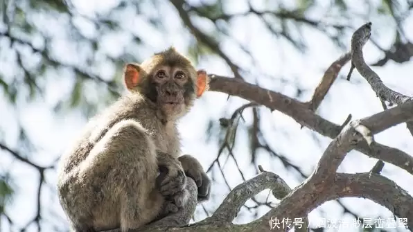 属相配对_龙年配对属相_婚姻配对属相