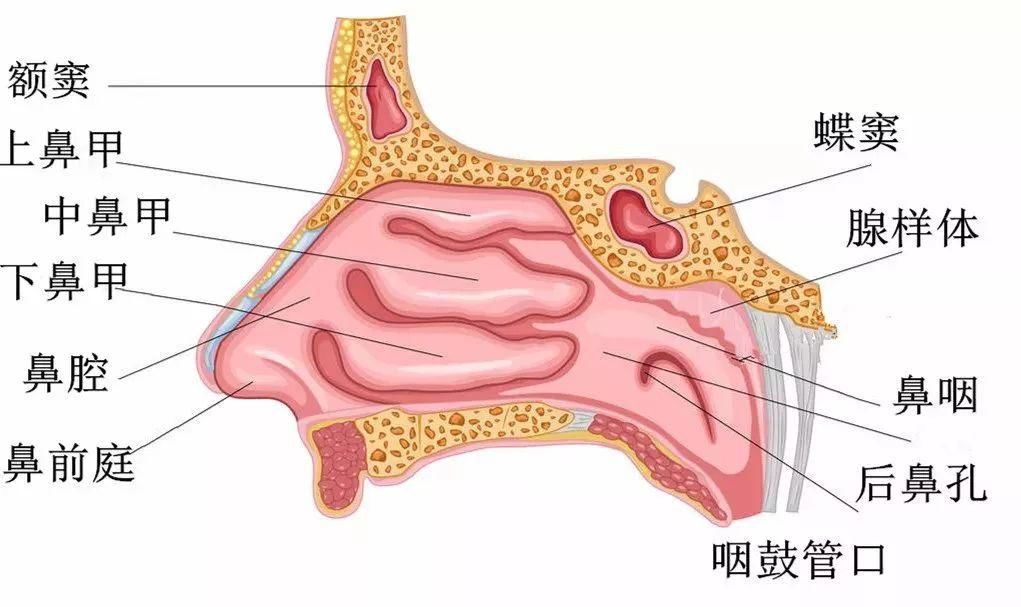 男鼻子看相图解_鼻子看相_鼻子算命图解 看相大全