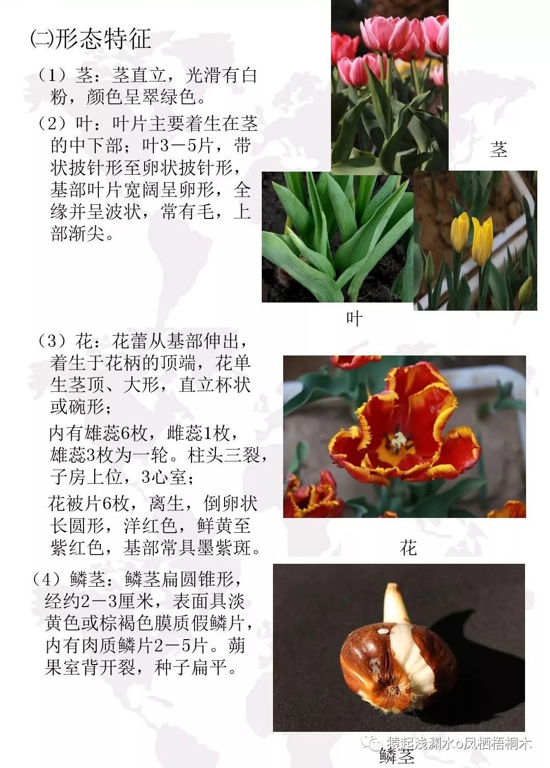 紫色郁金香花语_紫色郁金香壁纸_紫色郁金香图片