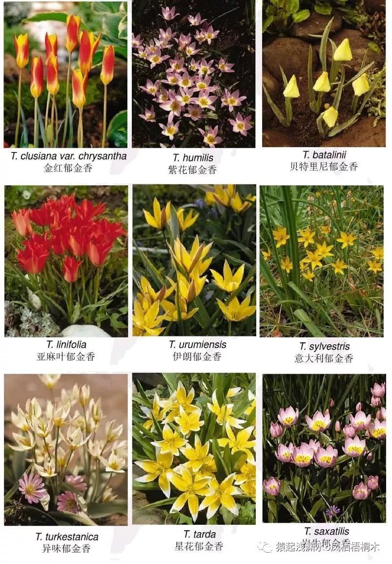 紫色郁金香花语_紫色郁金香图片_紫色郁金香壁纸