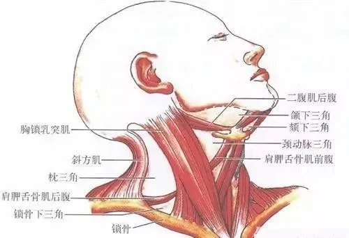 脖子粗_脖子粗了_宋国青刀快不怕脖子粗