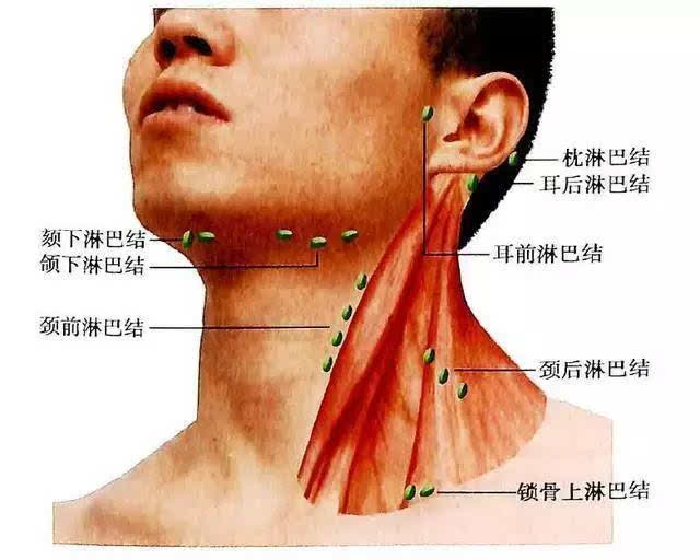 宋国青刀快不怕脖子粗_脖子粗_脖子粗了