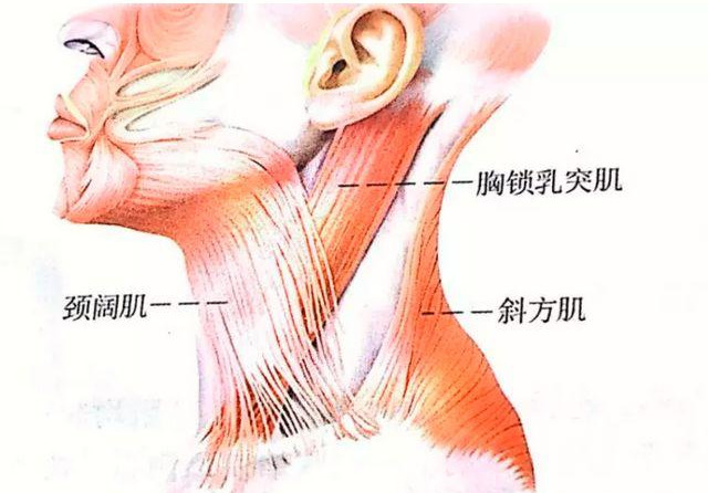 脖子粗了_宋国青刀快不怕脖子粗_脖子粗