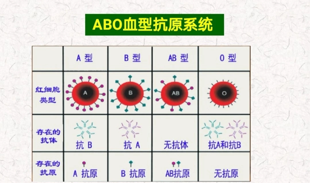 血型与性格分析