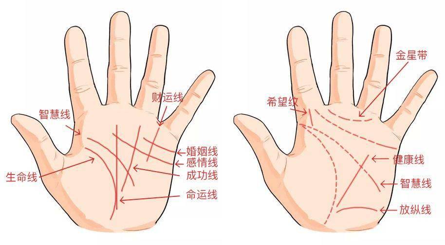 财运线图解_掌纹图解财运线图片_财运线断了图解