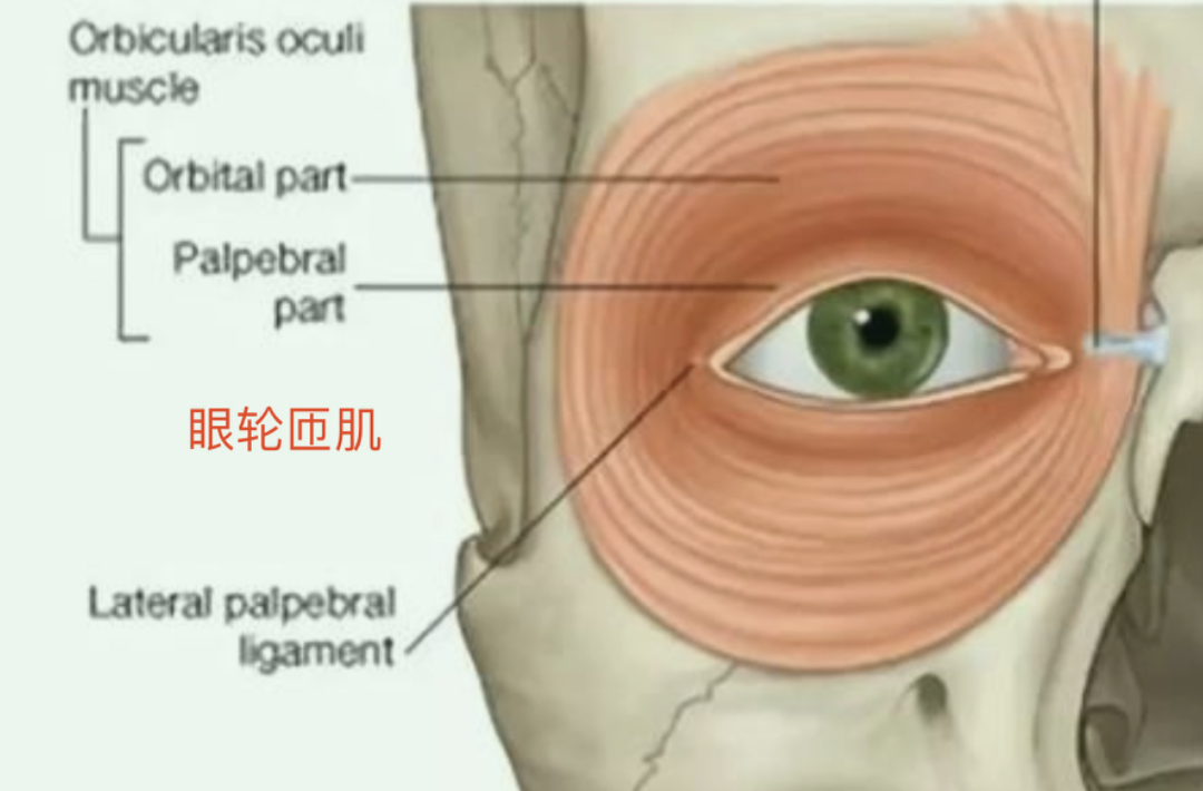 抬头纹太深_抬头纹很深怎么办_抬头纹开了