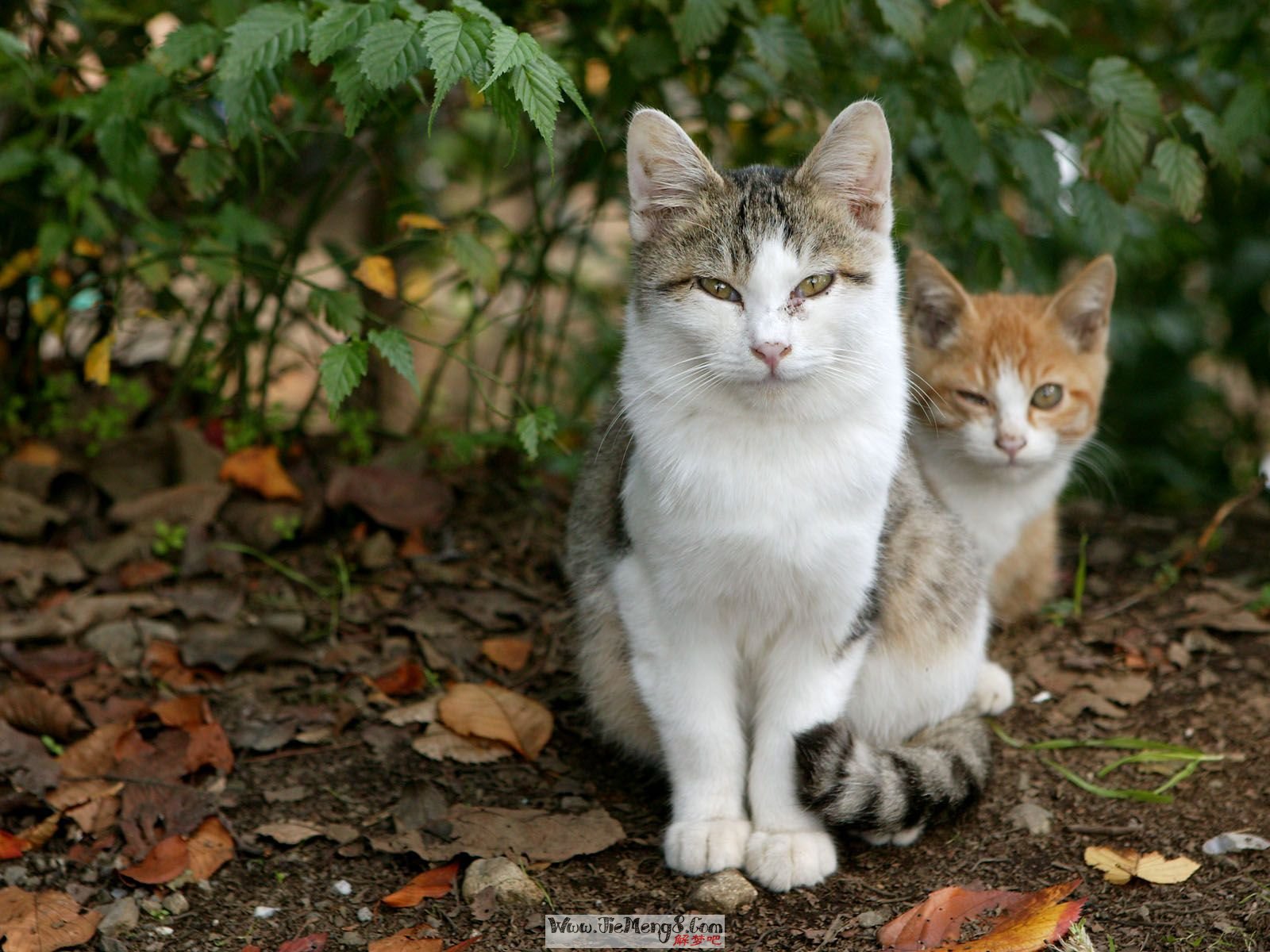 梦到猫咬手出血是怎么回事_梦到被猫咬手_梦到猫咬手不松口什么意思