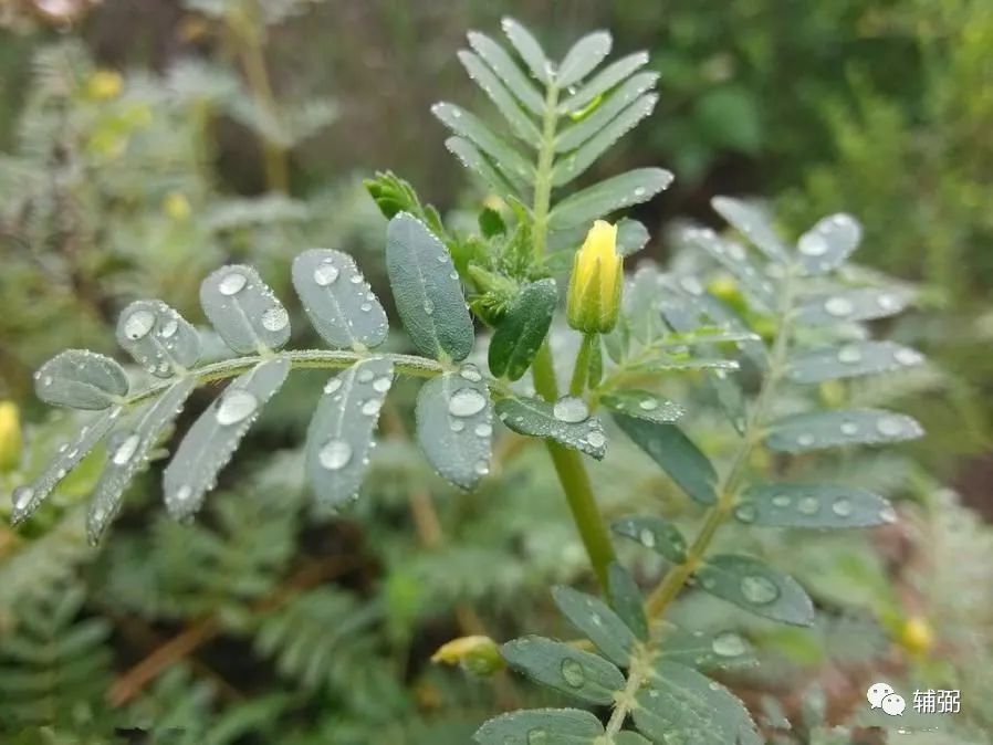 雷火丰卦+感情_丰卦_解卦雷火丰