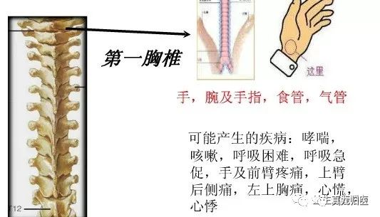 手掌内脏对应图_手掌内脏对应图女_手掌对应内脏