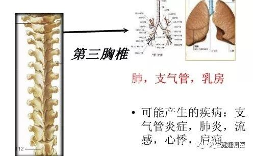 手掌对应内脏_手掌内脏对应图_手掌内脏对应图女