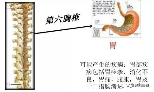 手掌内脏对应图女_手掌对应内脏_手掌内脏对应图