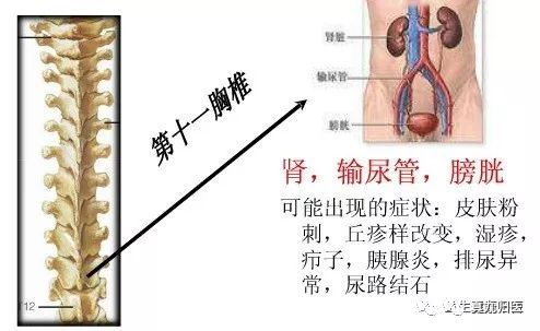 手掌对应内脏_手掌内脏对应图女_手掌内脏对应图