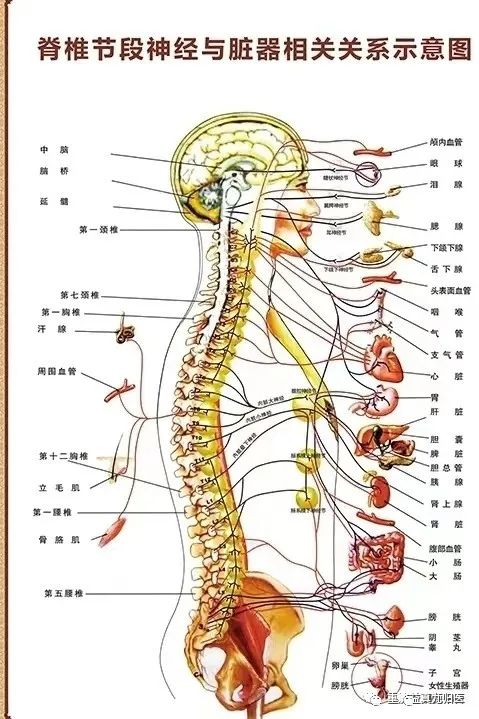 手掌内脏对应图_手掌内脏对应图女_手掌对应内脏