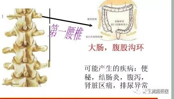 手掌内脏对应图_手掌内脏对应图女_手掌对应内脏