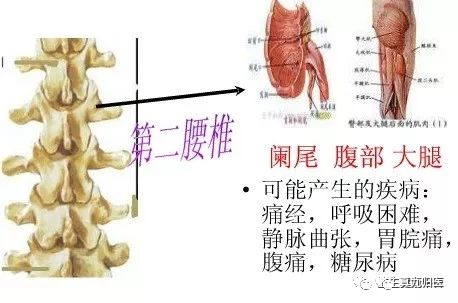 手掌对应内脏_手掌内脏对应图_手掌内脏对应图女