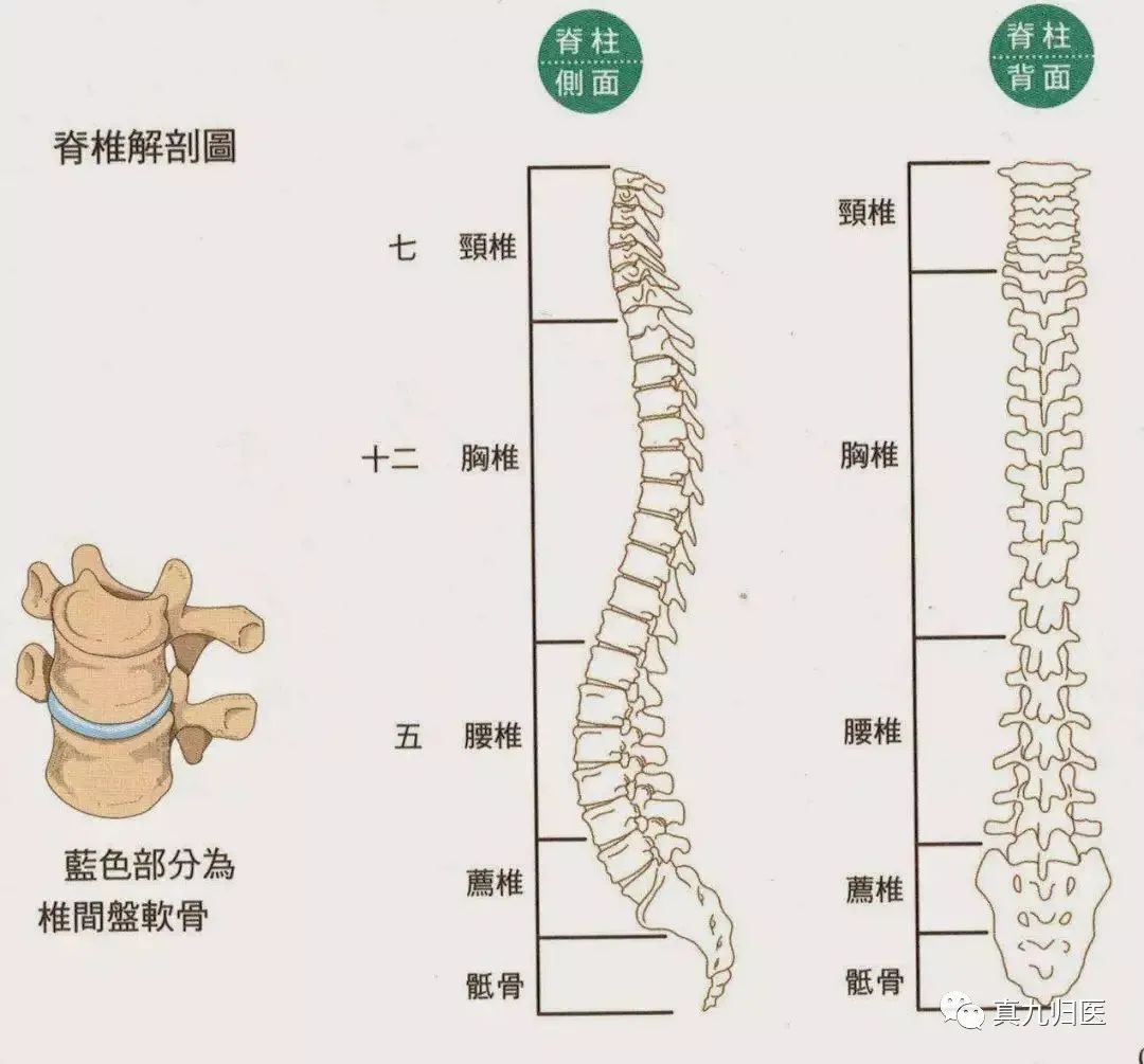 手掌对应内脏_手掌内脏对应图_手掌内脏对应图女