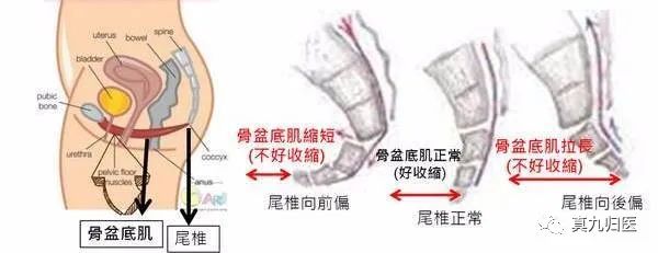 手掌内脏对应图_手掌对应内脏_手掌内脏对应图女