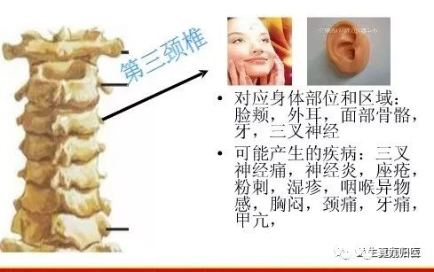 手掌内脏对应图女_手掌内脏对应图_手掌对应内脏