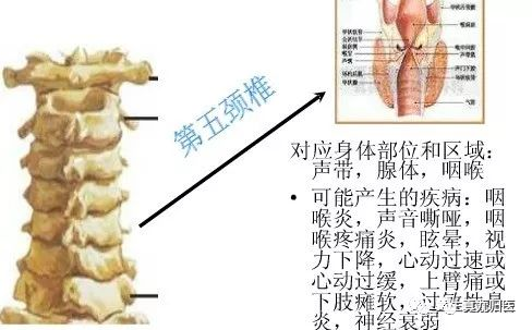 手掌内脏对应图_手掌内脏对应图女_手掌对应内脏