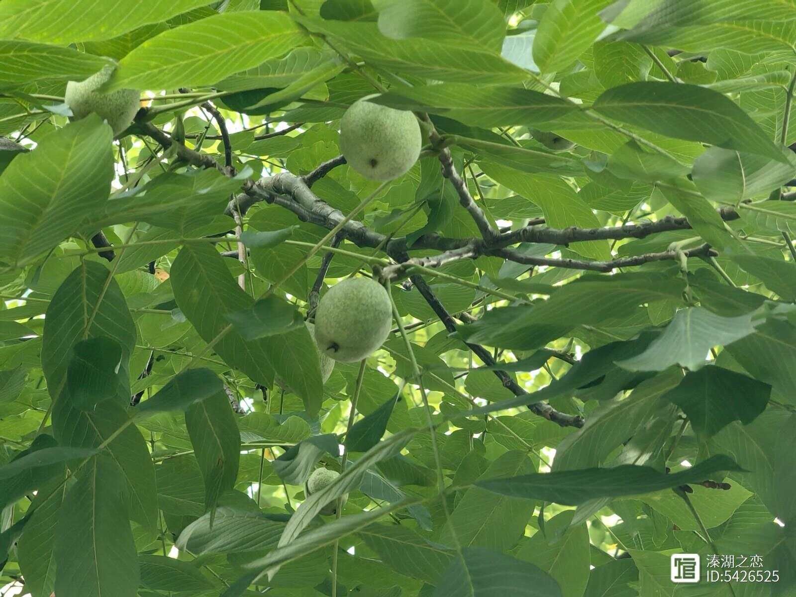 摄影：核桃成长的季节