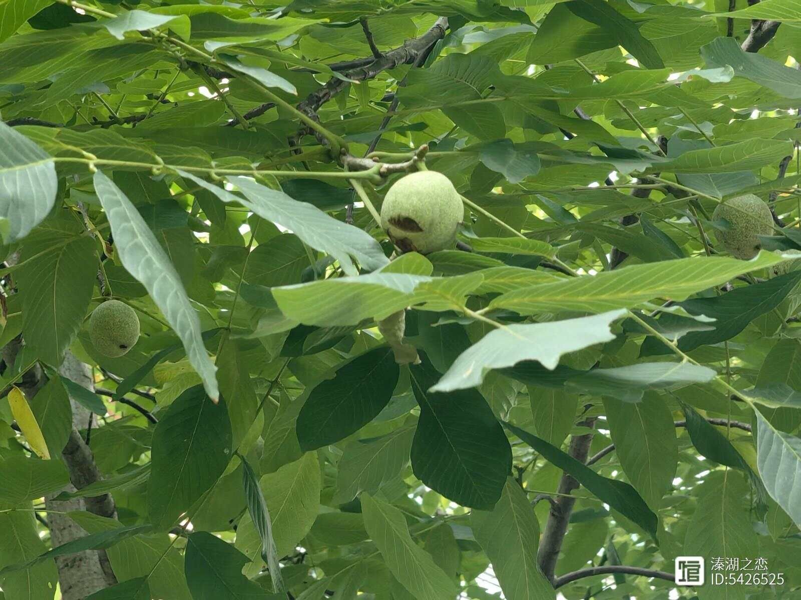 摄影：核桃成长的季节