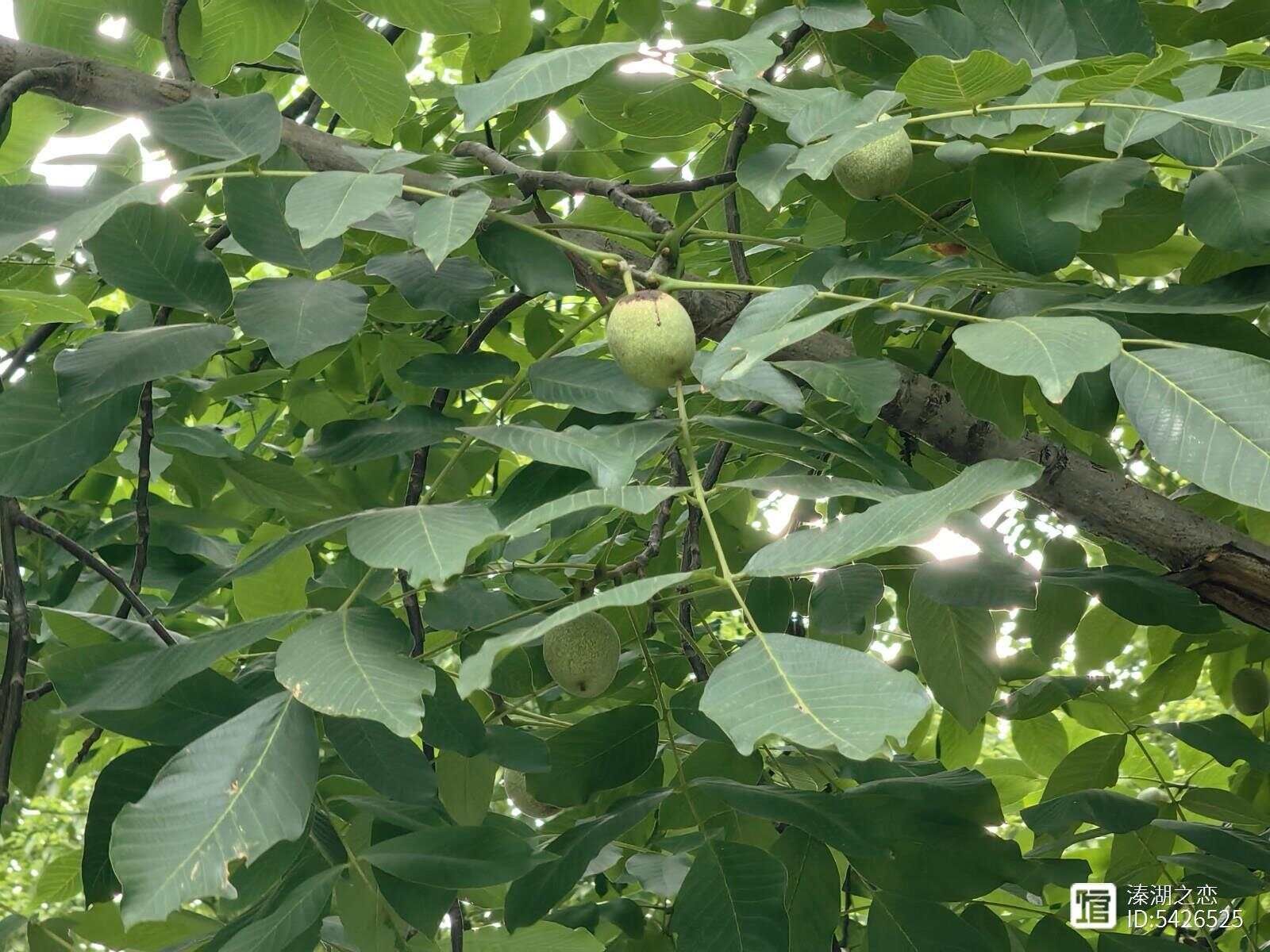 摄影：核桃成长的季节