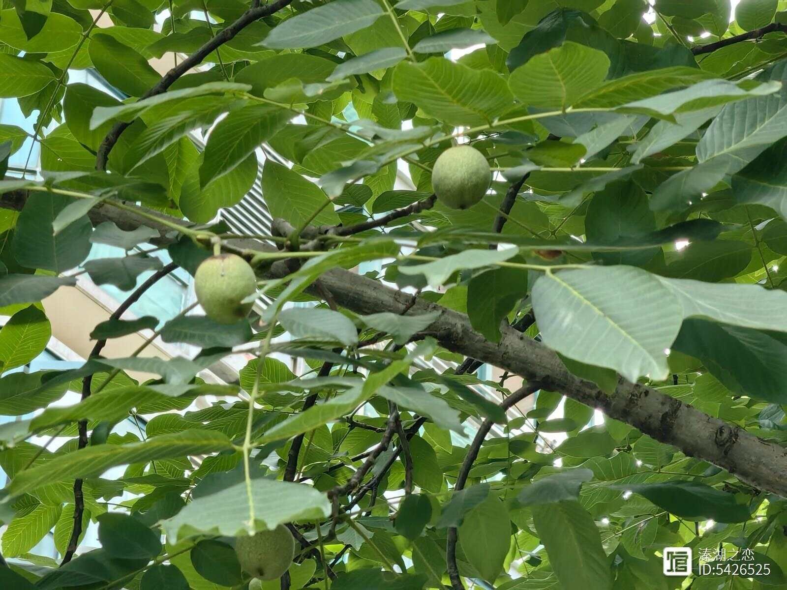 核桃的收成季节__核桃生长季节