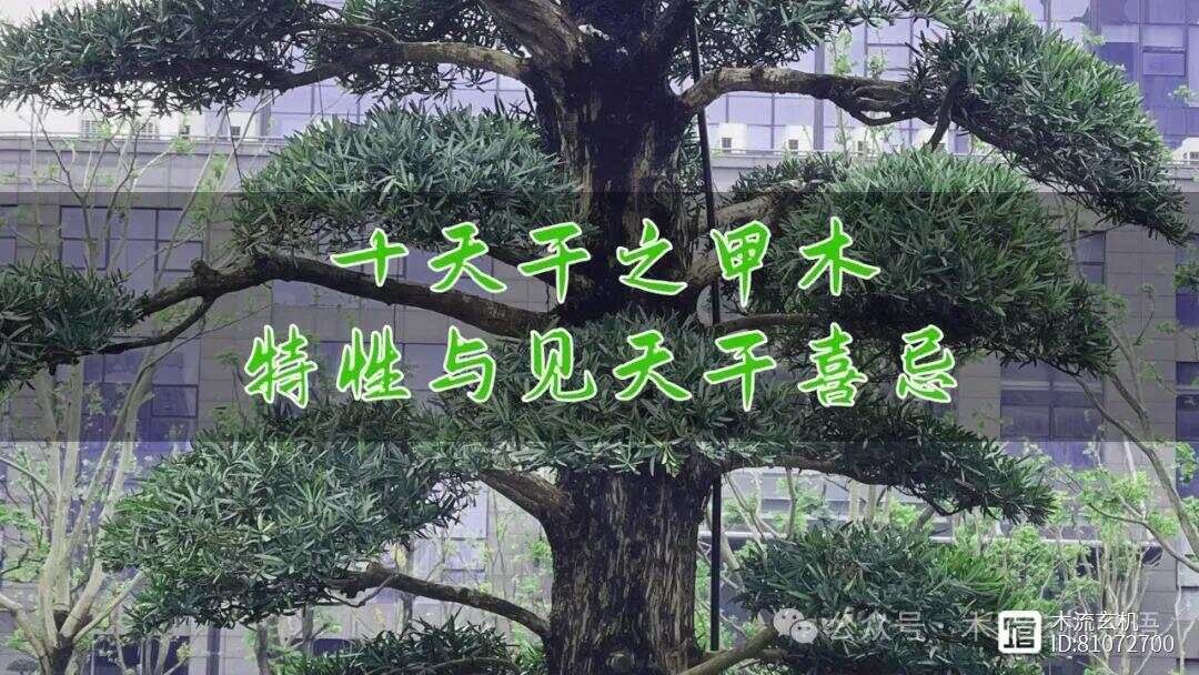 十天干之甲木特性与见天干喜忌