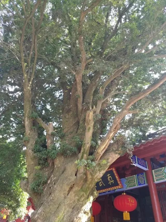 「洞天福地龙虎山 道教祖庭天师府」(5)