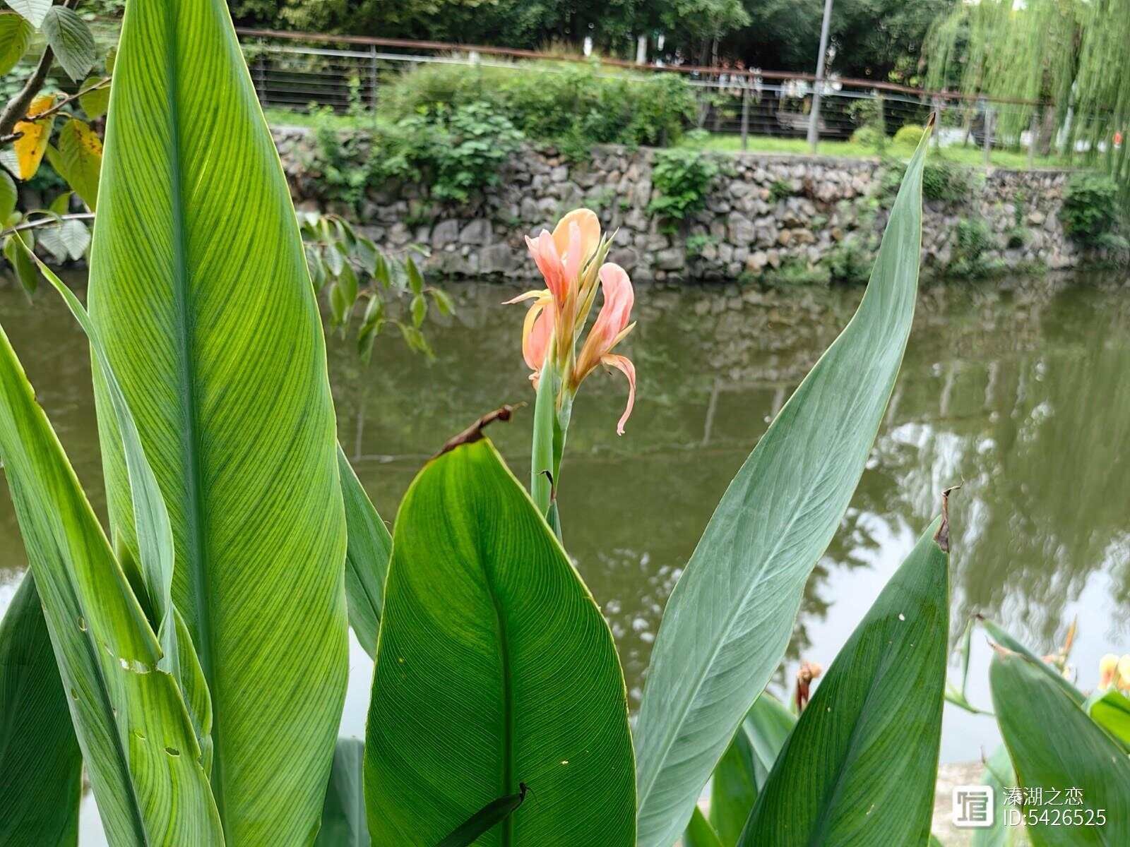 _鸢尾秋天开花吗_秋天的鸢尾花